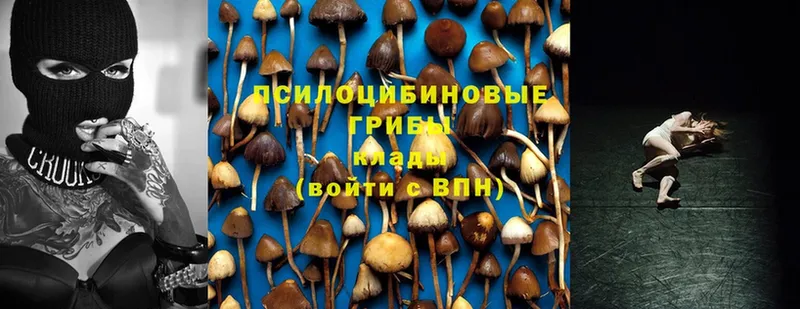 Галлюциногенные грибы Psilocybe  Белово 